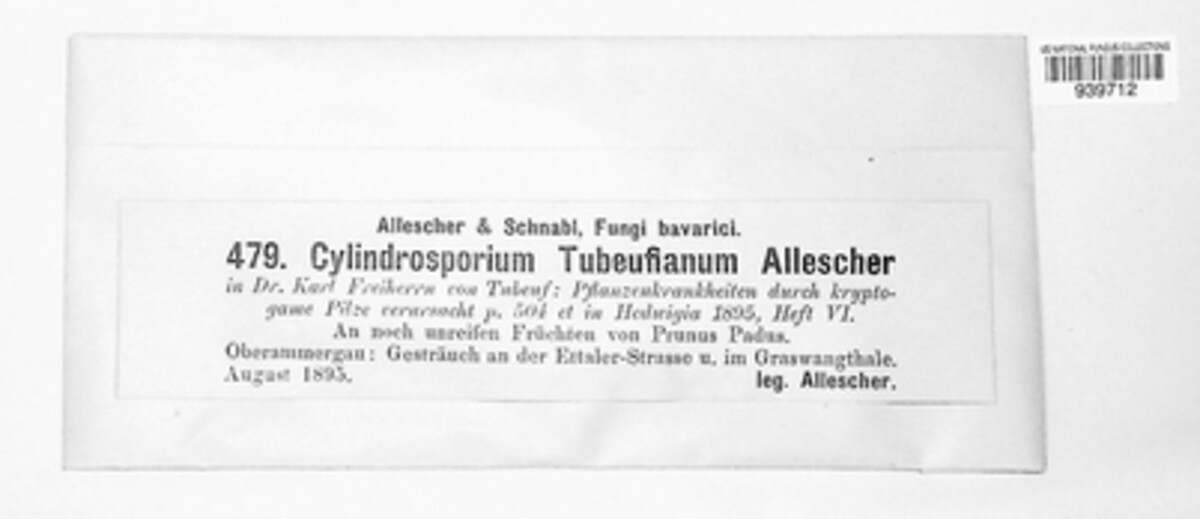 Cylindrosporium tubeufianum image